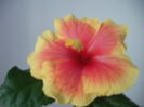 DSCF1370