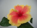 DSCF1371