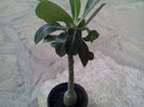 adenium