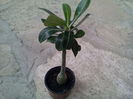 adenium