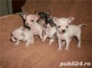 vand-chihuahua-pinscher-pitic