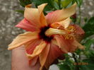 DSC07445