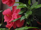 DSC00111