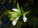 Hosta_Plantain Lily (2014, August 17)