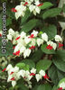Clerodendrum Thomsoniae