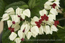 CLERODENDRUM THOMSONIAE (BLEEDING HEART) (2)