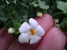 bacopa floare