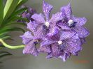 nitaya aubergine-detaliu floare vanda nr 3