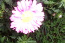 Picture 221