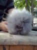 mascul Angora