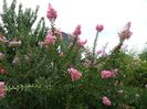 Crape Myrtle