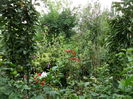 SAM_0153
