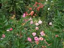 SAM_0214
