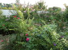 SAM_0423