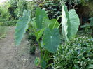 SAM_0441