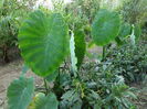 SAM_0444