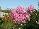 SAM_9891