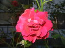 Rose Blaze Superior (2014, Aug.31)