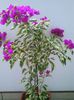 1 vera deep purple variegata