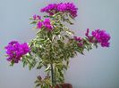 3 vera deep purple variegata
