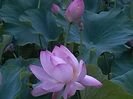 IMG_20140730_185511