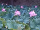 IMG_20140730_185525