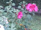 IMG_20140730_190231