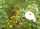 IMG_20140730_190255