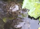 IMG_20140730_185157
