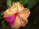 IMG_20140630_194032