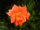 Rose Monica (2014, August 23)