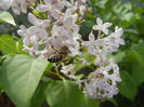 Bee on Syringa vulgaris (2014, April 27)
