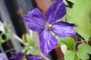 clematis Tie Dye