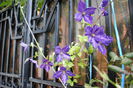 clematis Tie Dye