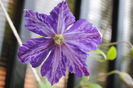 clematis Tie Dye
