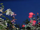 DSCN8182