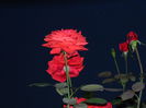 DSCN8184