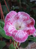 TIGRINA RED S