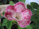 TIGRINA RED S
