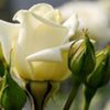 avatare_flori_40