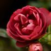 avatare_flori_42