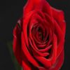 avatare_flori_4