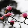 avatare_flori_842