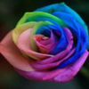 avatare_flori_855