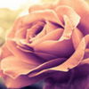 avatare_flori_856