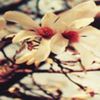 avatare_flori_859