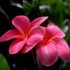 flori8 - www.avatareselecte.com