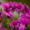 avatare_flori_834