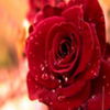 avatare_flori_836