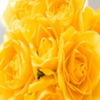 avatare_flori_862